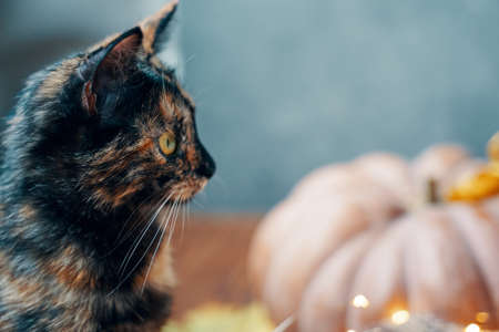 Cute kitten looks excitedly in front of him. A cat and a round ripe pumpkin on a light blue background.の写真素材