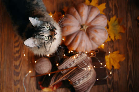 Furry cat looks up, next to an orange pumpkin, yellow leaves and yarn with a knitted scarf. Autumn composition on a wooden background.の写真素材