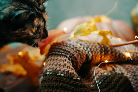 Cute tricolor cat and a knitted scarf. Autumn composition with a cat, scarf, fall leaves and garland.の写真素材