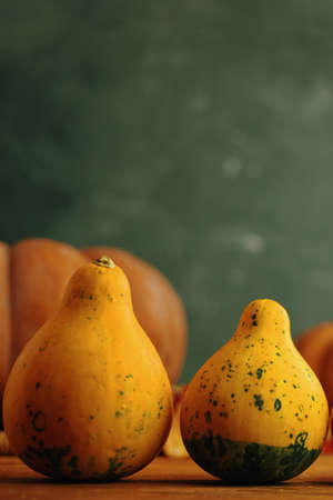 Two pumpkins of unusual shape on a green background. The concept of Thanksgiving Or harvest...