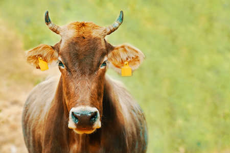 Cow with ear tags. Portrait of a bull looking right at you. Domestic farm animals. Brown cow with horns.の写真素材
