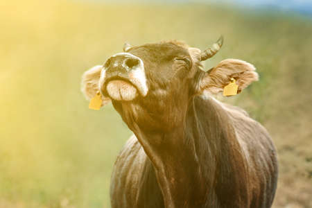 Cow with ear tags. Portrait of a cow in the sun. Bull on a green meadow.の写真素材
