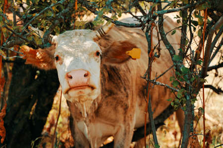 Cow with ear tags. A bovine, beige in color, stands among the trees, and looks directly at the camera. Curious horned pet. Domestic farm animals.の写真素材