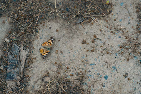 Butterfly on pavement. Lose up of orange-black-white butterfly and its shadow on the grey gray asphalt. Dry fallen spruce needles around. Cute little insect.の写真素材