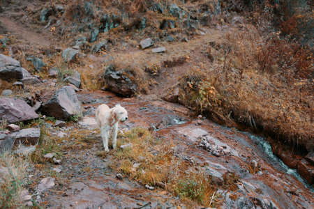 Big beige dog in nature near a mountain river. Mountain guide. Dog leads tourists to beautiful places.の写真素材