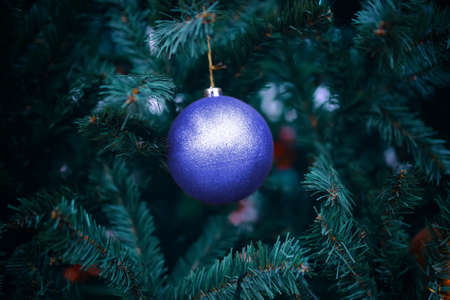 Purple ball on Christmas tree. New year mood. Christmas decorations for the holiday. Branches of a coniferous tree. Family celebration.の写真素材