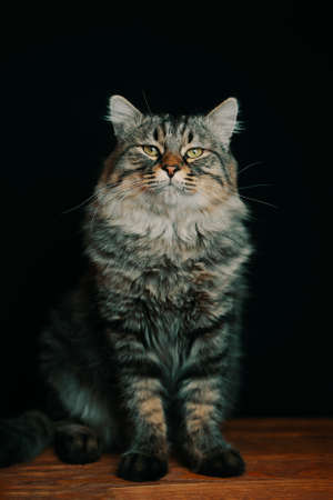 Striped fluffy cat looks up. Portrait of a pussycat on a black background. A large noble cat with large paws on a wooden table.の写真素材