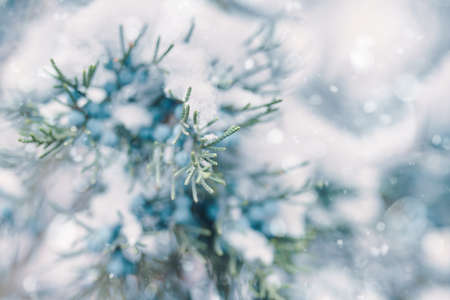 Pine branches and berries in snow. Blue juniper berries. The coniferous bush is covered with frost. Christmas tree in winter weather. Concept of New Year. Close-up.の写真素材