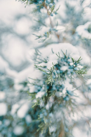 Pine branches and berries in snow. Blue juniper berries. The coniferous bush is covered with frost....