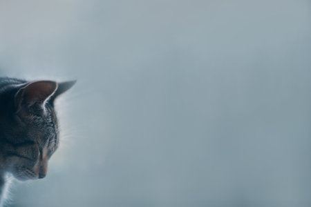 Sleeping tabby cat on window background. Lazy pet. Cloudy weather outside. Close up with copy space.の写真素材
