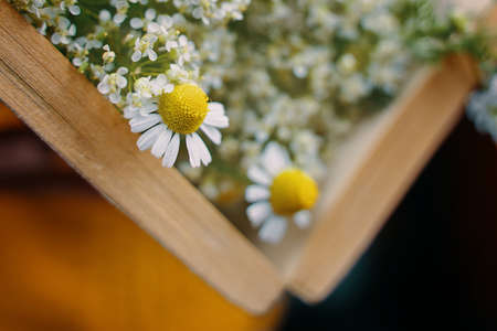 Close up of open book with wildflowers. Orange sweater on background. Book with bouquet of daisies inside. Romantic spring and blossom.の写真素材