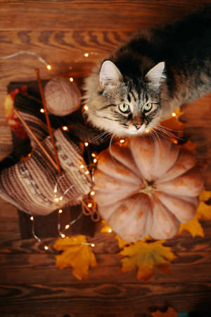 Fluffy cat with green eyes, a round ripe pumpkin, autumn leaves and a knitted brown scarf on a wooden background with garlands.の写真素材