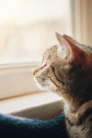 Tabby cat looks out window at street with interest. Sunlight. Pussycat is sitting in pet bed near windowsill. Close-up portrait of animal.の写真素材