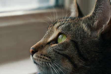 Striped cat in basket near windowsill. Kitten with green eyes looks out window. Close up animal portrait.の写真素材