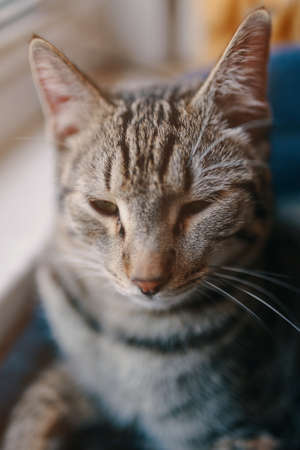 Tabby pussycat sits near windowsill. Domestic cat is resting in pets couch. Window and sunlight in background. Close up animal portrait.の写真素材