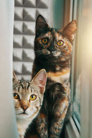 Two curious domestic cats look at camera.Tabby kitten peeks out from behind curtain. Pets at window. Pussycat is sitting on windowsill.の写真素材