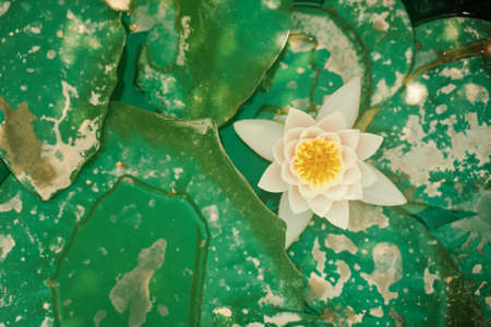 Flat lay of water lily. Large green leaves and a flower float in lake. Pond with beautiful lotus.の写真素材