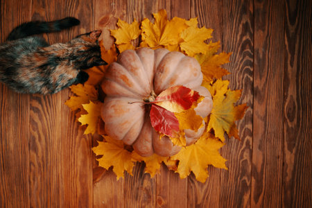 Flat lay of a ripe round pumpkin with red and yellow autumn leaves. A large pumpkin and a colorful cute cat. Halloween concept for postcards and posters.の写真素材