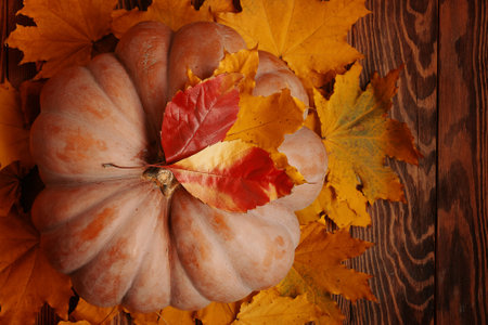 Top view of a ripe round pumpkin and autumn leaves. A large pumpkin on fallen autumn leaves. Fall background for ads.の写真素材