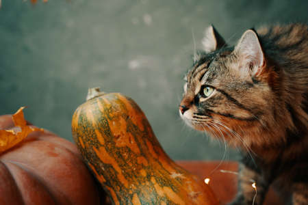 Fluffy cat with pumpkins of different shapes and colors on a green background. Autumn composition with a cat and pumpkins.の写真素材