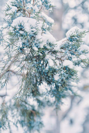 Juniper berries in snow. Coniferous cypress bush. Canadian spruce in snowy weather. New year and Christmas concert for postcards and posters.の写真素材