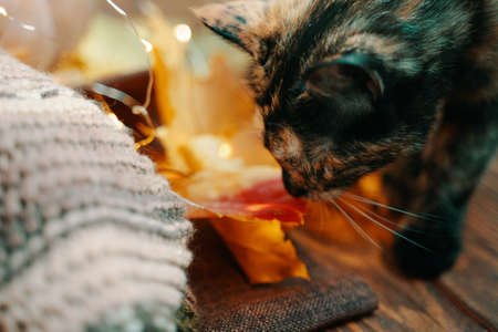 Curious kitten looks at an autumn leaf. Cat, knitted scarf and fall leaves on a wooden background.の写真素材