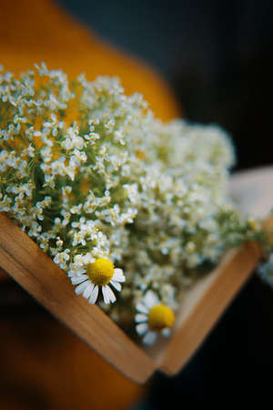 Open book with bouquet of daisies inside. Close up of book with wildflowers. Romantic spring and blossom.の写真素材