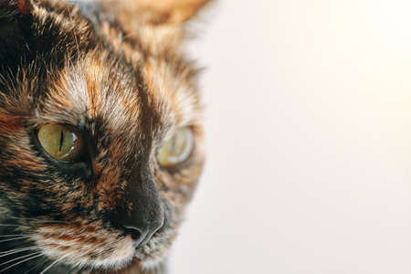 Muzzle of a cute green-eyed kitten in profile. Cat with a black nose and light cheeks. Pet in bright daylight. Theme of domestic animals in close-up.の写真素材