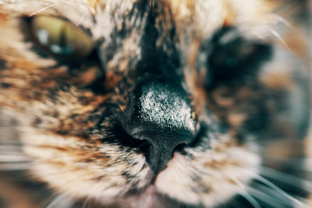 Close-up of black wet nose of a cat. Light woolen cheeks with a mustache. Pet in front of the camera. Adorable domestic animal. Pussycat with narrowed eyes. Macro photography.の写真素材