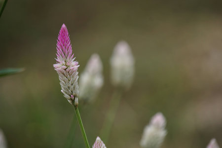 Purple and  white flowers on dark rustic background.の写真素材