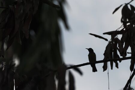 bird front black shadowの写真素材
