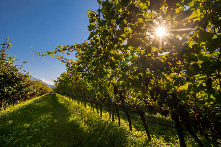 Vineyard with ripe red wine grapes near a winery in late summer at sunset. Before the harvest in the Cavedine valley, wine production in Trentino Alto Adige, Italy, Europeの写真素材