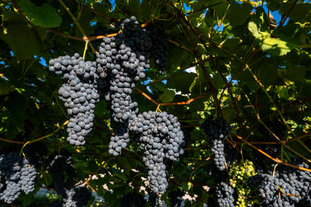 Red grape particular with the vineyard of ripe grapes, red wine, near a winery in late summer before...