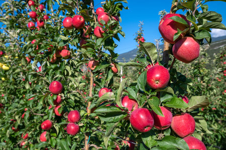Beautiful Row of red apples in a cultivation of an orchard in Trentino. The branches are loaded with red apples ready for harvest Trentino Alto Adige, Italy, Europe.の写真素材