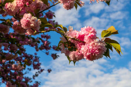 Detail of the blossoming branch of a pink Japanese cherry tree in spring on a day with blue sky and clouds. Eur lake, Rome, Japan Promenade. Italy.の写真素材