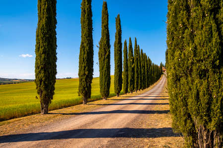 Beautiful landscape typical of Tuscany the rural road with cypresses the field in summer, Val d'Orcia, green hills, flowery meadows the country road leading to the stone farmhouse. Siena Italy.の写真素材