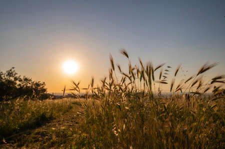 Natural field with spikes and grass as the sun goes down. The sunset illuminates the golden ears, on a summer day, Roman countryside, Frascati, Rome, Italy.の写真素材