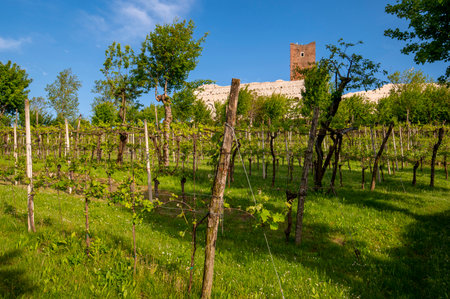 Landscape of the vineyard with the tower of the castle of Romeo and Juliet in the province of Vicenza in Montecchio Maggiore. Blue sky clouds at the Bellaguardia Castle of Romeo Vicenza Veneto Italy Europe.のeditorial素材