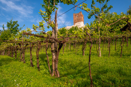 Perspective of the vineyard with the tower of the Romeo and Juliet castle in the province of Vicenza in Montecchio Maggiore. Blue sky clouds at the Bellaguardia Castle of Romeo Vicenza Veneto Italy Europe.のeditorial素材