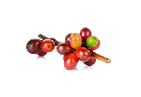 Red coffee beans on a branch of coffee tree on white backgroundの写真素材