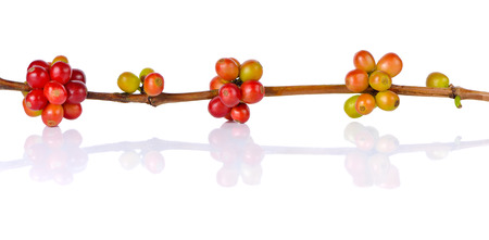 Red coffee beans on a branch of coffee tree on white backgroundの写真素材