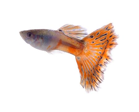 Beautiful Guppy Fish Isolated on white backgroundの写真素材