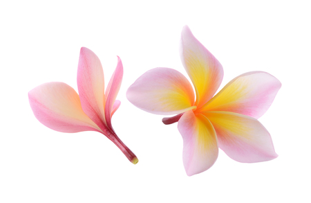plumeria rubra flower isolated on White backgroundの写真素材
