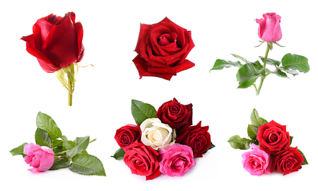 Red rose isolated on white backgroundの写真素材
