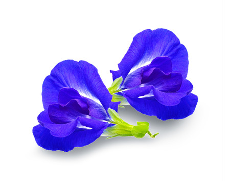Anchan flowers on white background.の写真素材