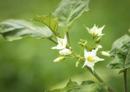 eggplant flower white bloom, white flower of eggplant in gardenの写真素材