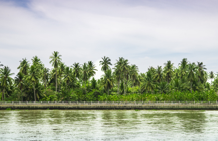 The sky and the refreshing atmosphere of the coconut plantation next to the riverの写真素材