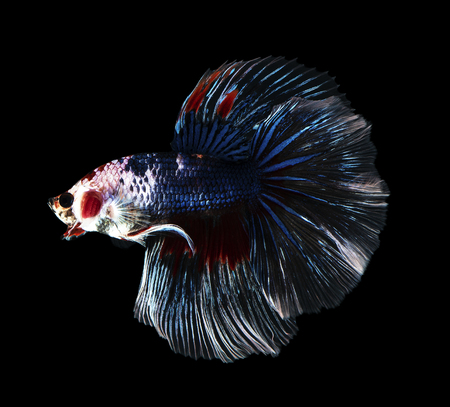 Siamese fighting fish, betta fish isolated on black backgroundの写真素材