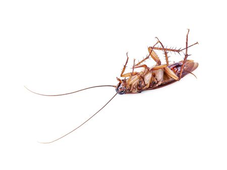 close-up cockroach isolated on white background.