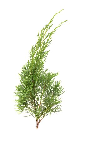 Juniperus Chinensis  isolated on white backgroundの写真素材